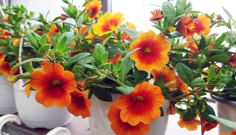 Tími sumarblómanna