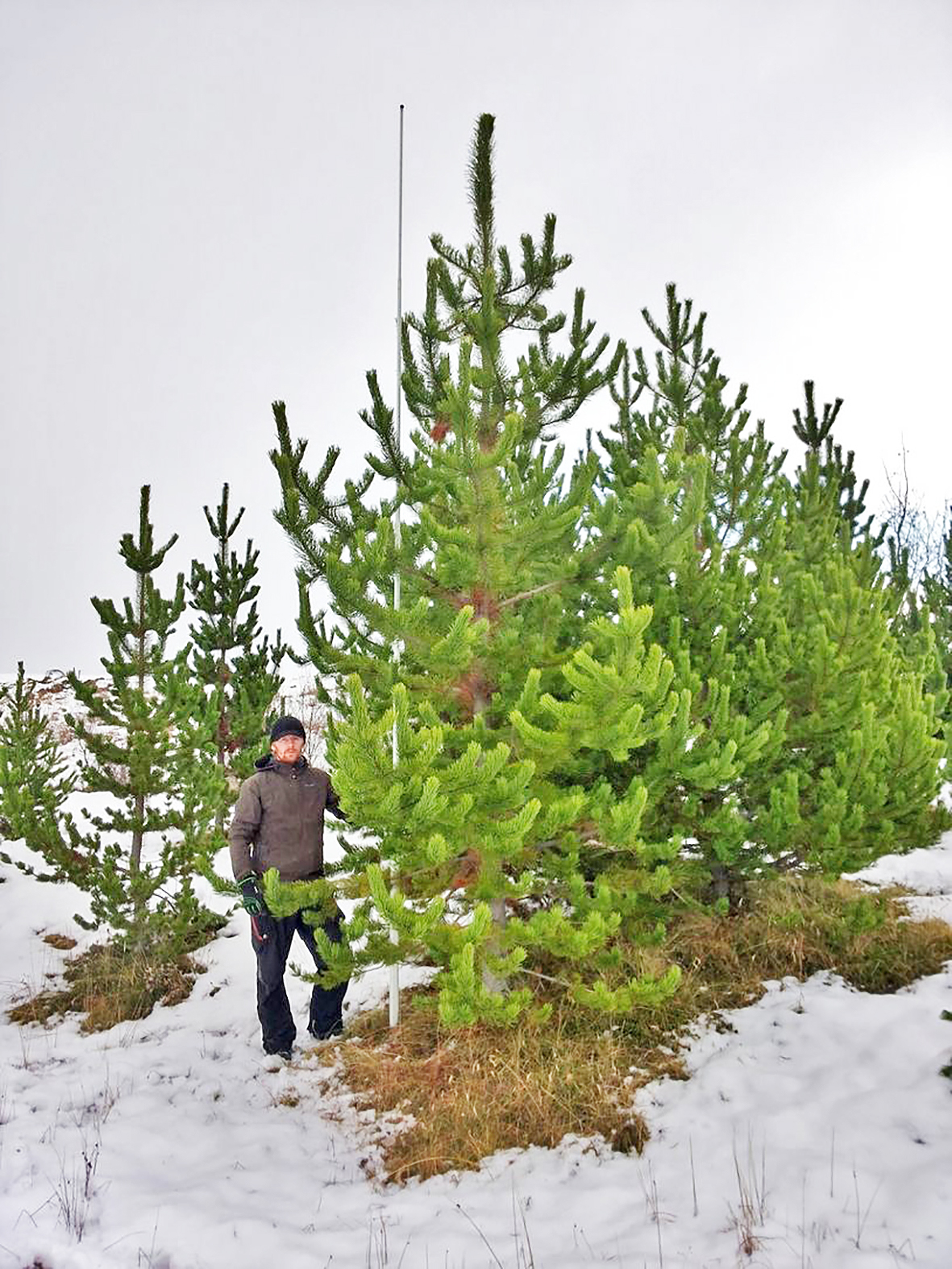 Íslandsmet hjá stafafuru