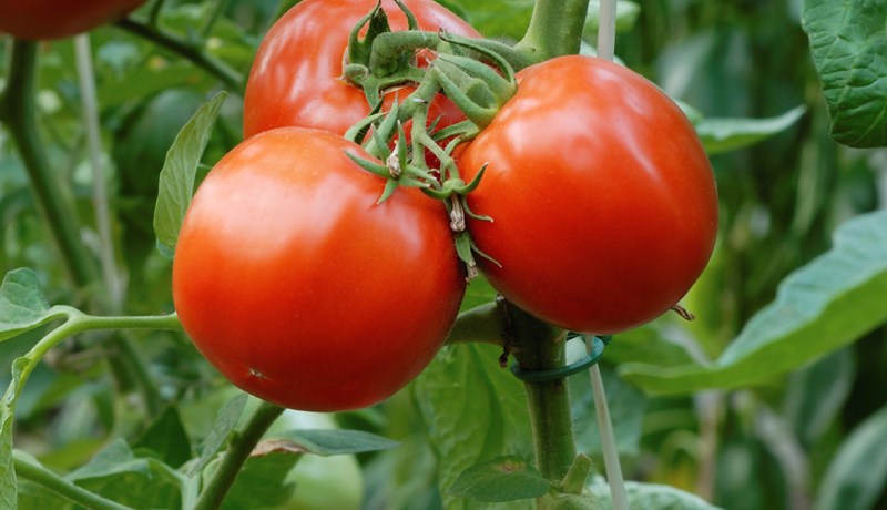 Tómatar – epli ástarinnar