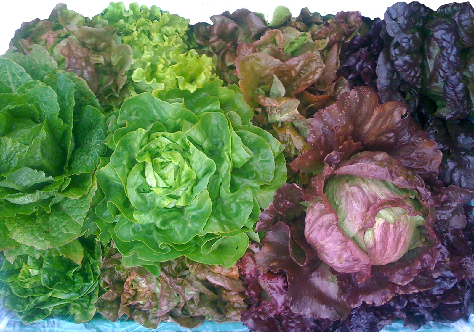 Salat kemur á óvart