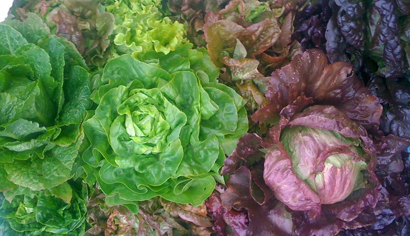 Salat kemur á óvart