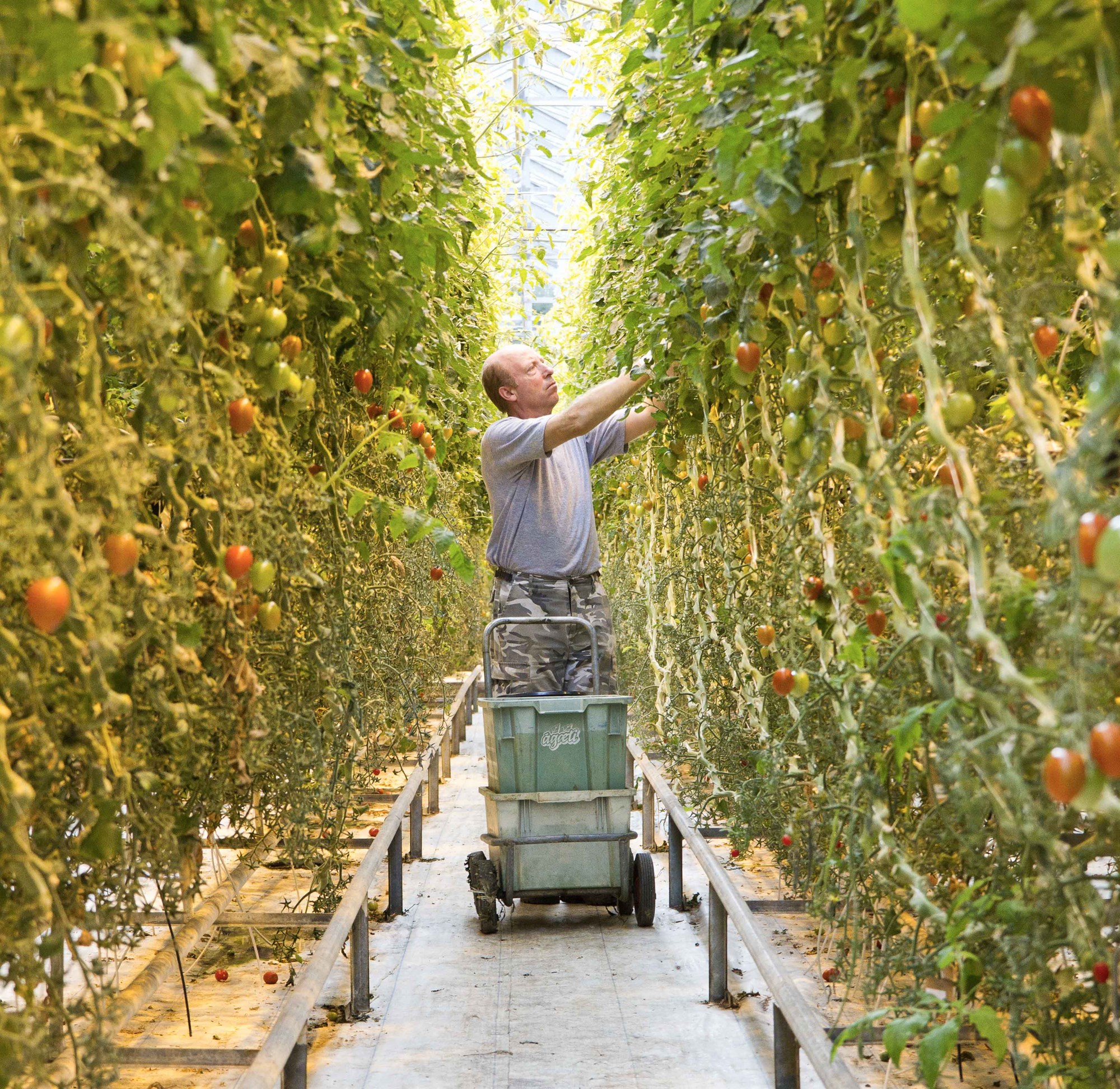 Stjórnarsáttmáli nýrrar ríkisstjórnar: tryggja á fæðuöryggi á Íslandi