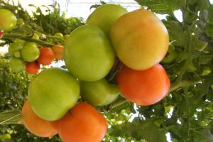 Áhrif milliplöntunar, afblöðunar og grisjunar á vöxt, uppskeru og gæði gróðurhúsatómata