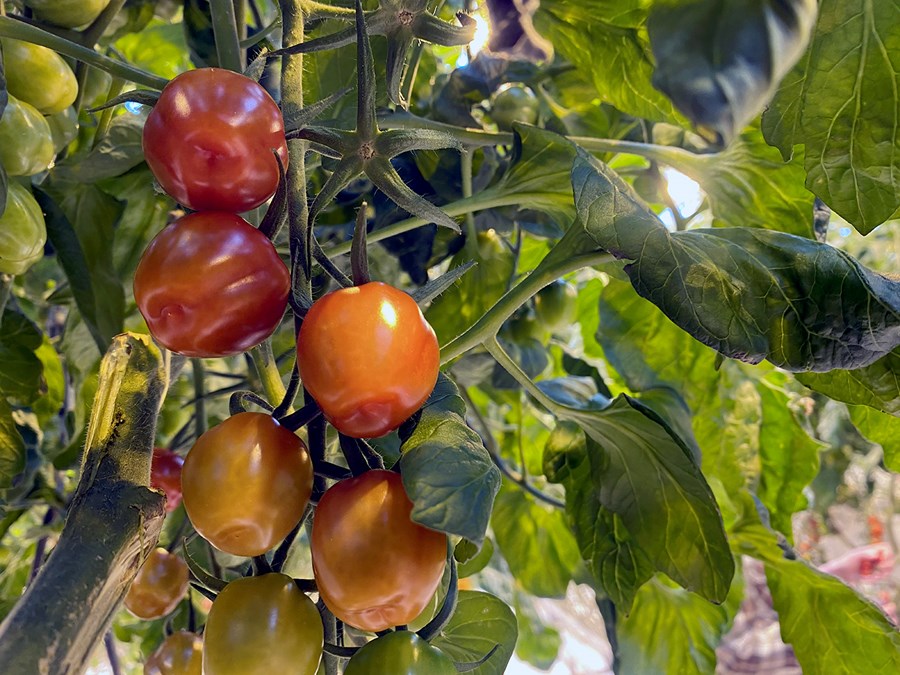 Grænmeti selt fyrir milljarða