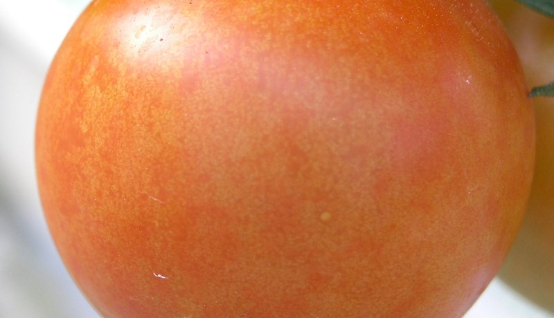 Hvað er Pepino mósaík vírus?