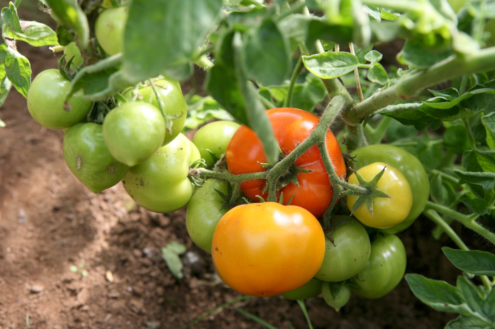 Samkaup skorar á ráðherra að auka grænmetisræktun á Íslandi
