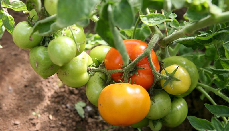 Samkaup skorar á ráðherra að auka grænmetisræktun á Íslandi