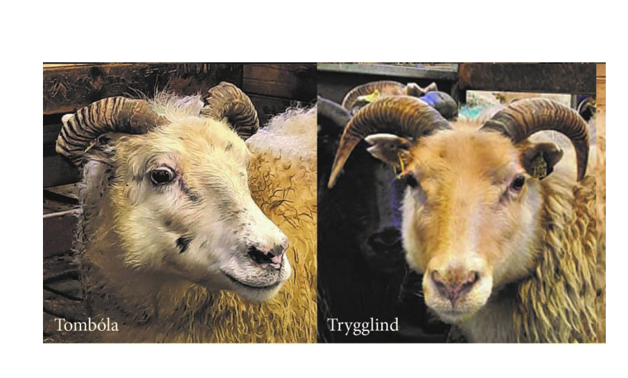 Níu kindur hafa fundist með hina mögulega verndandi arfgerð T137