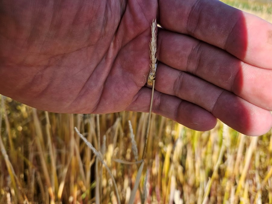 Tómt byggstrá sem bar sex raðir af byggi fyrir storminn.
