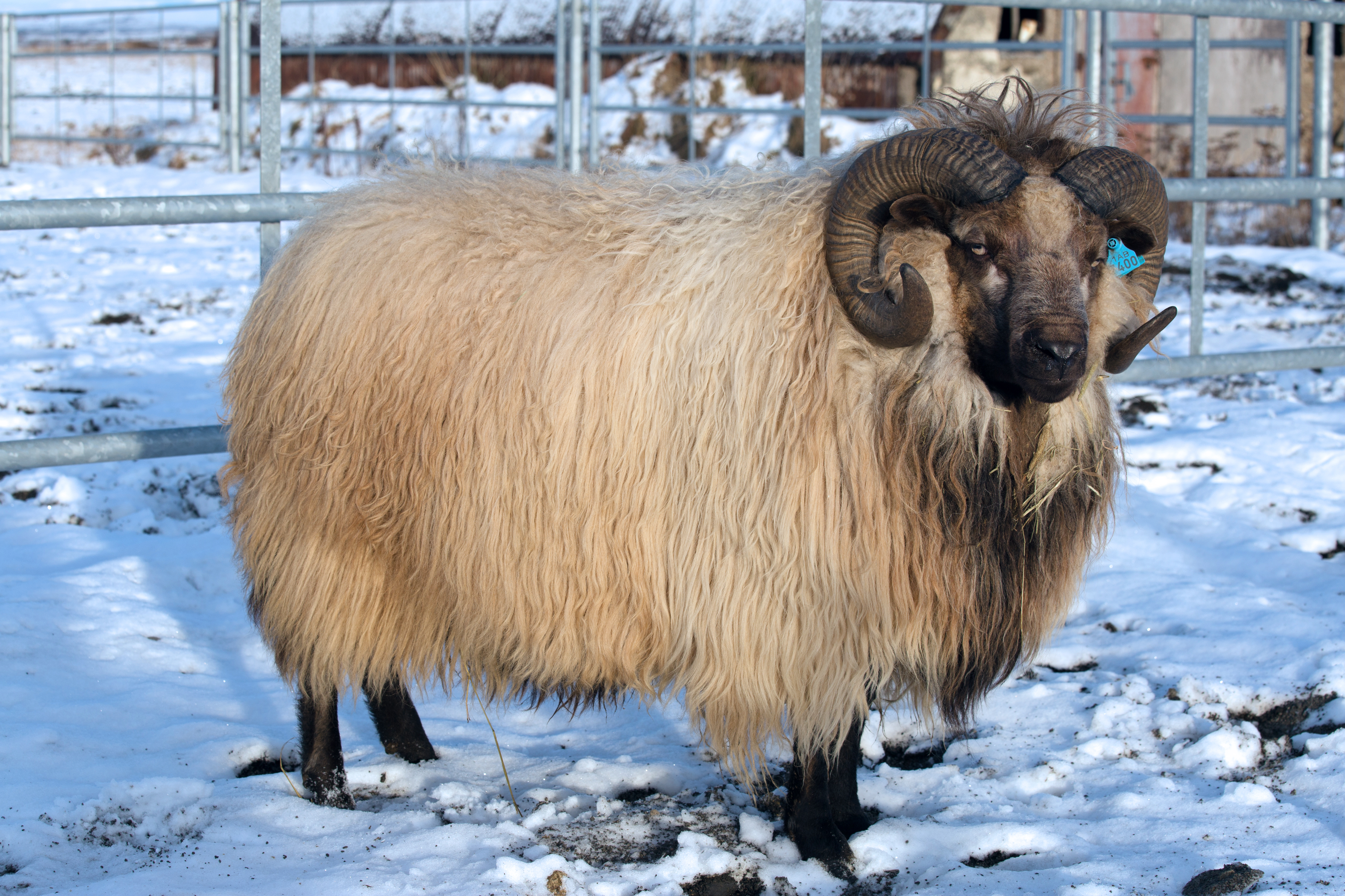 Drög að ræktunarmarkmiðum fyrir forystufé