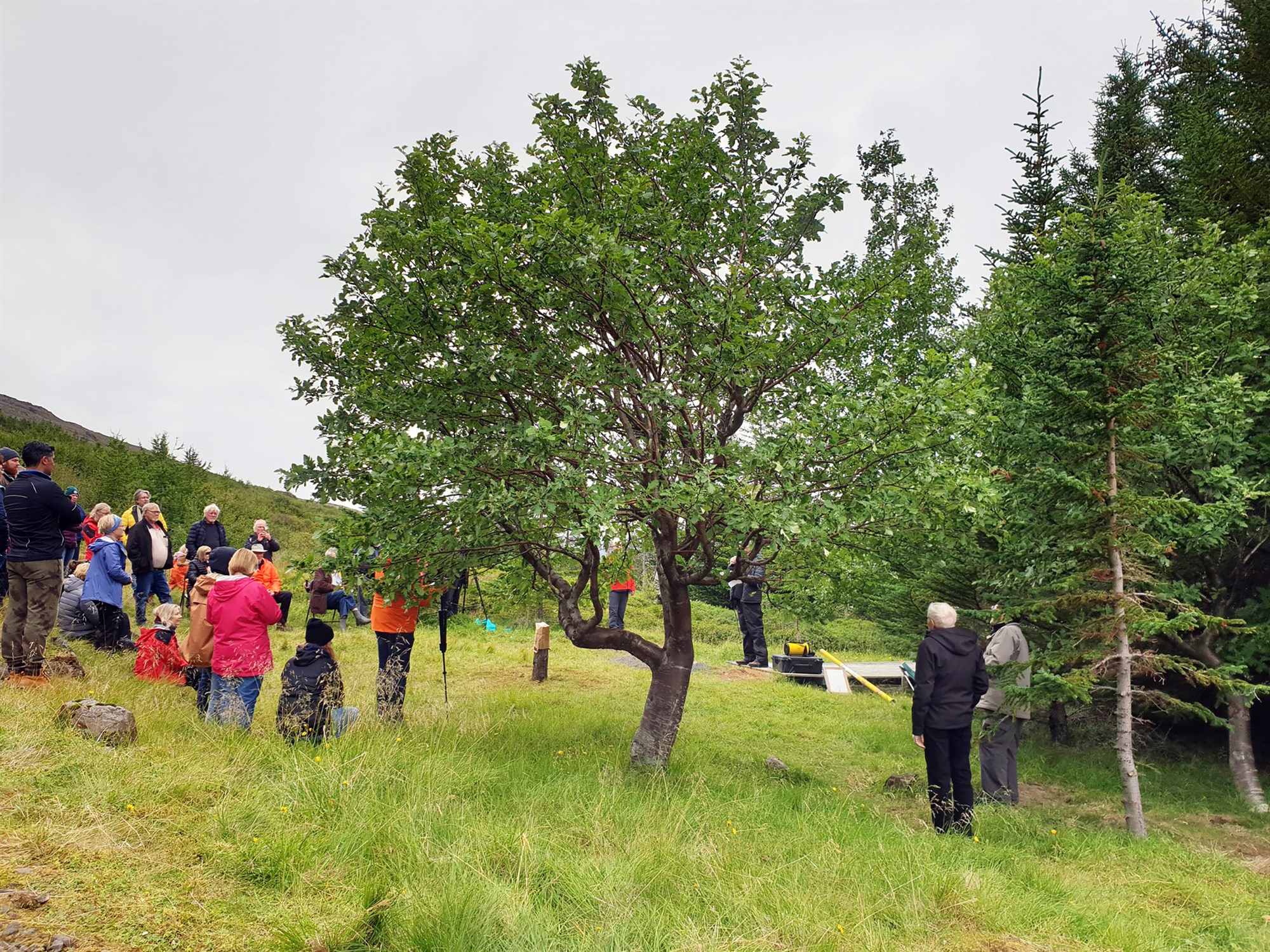 Tré ársins 2020 er gráreynir að Skógum í Þorskafirði