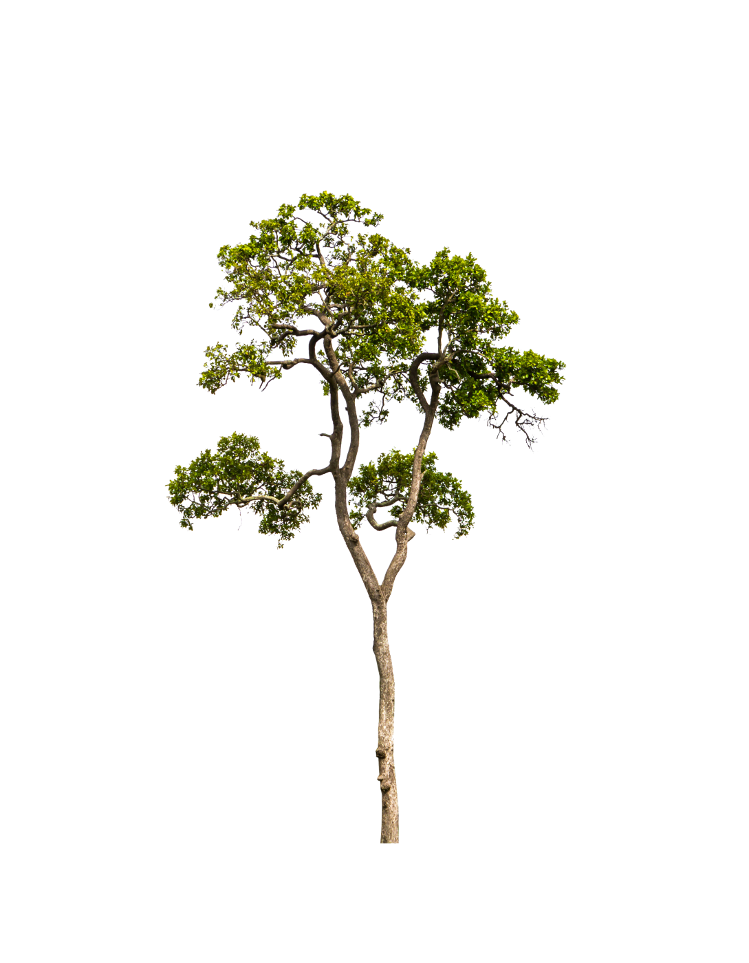 Framleiðsla skógarplantna í bígerð