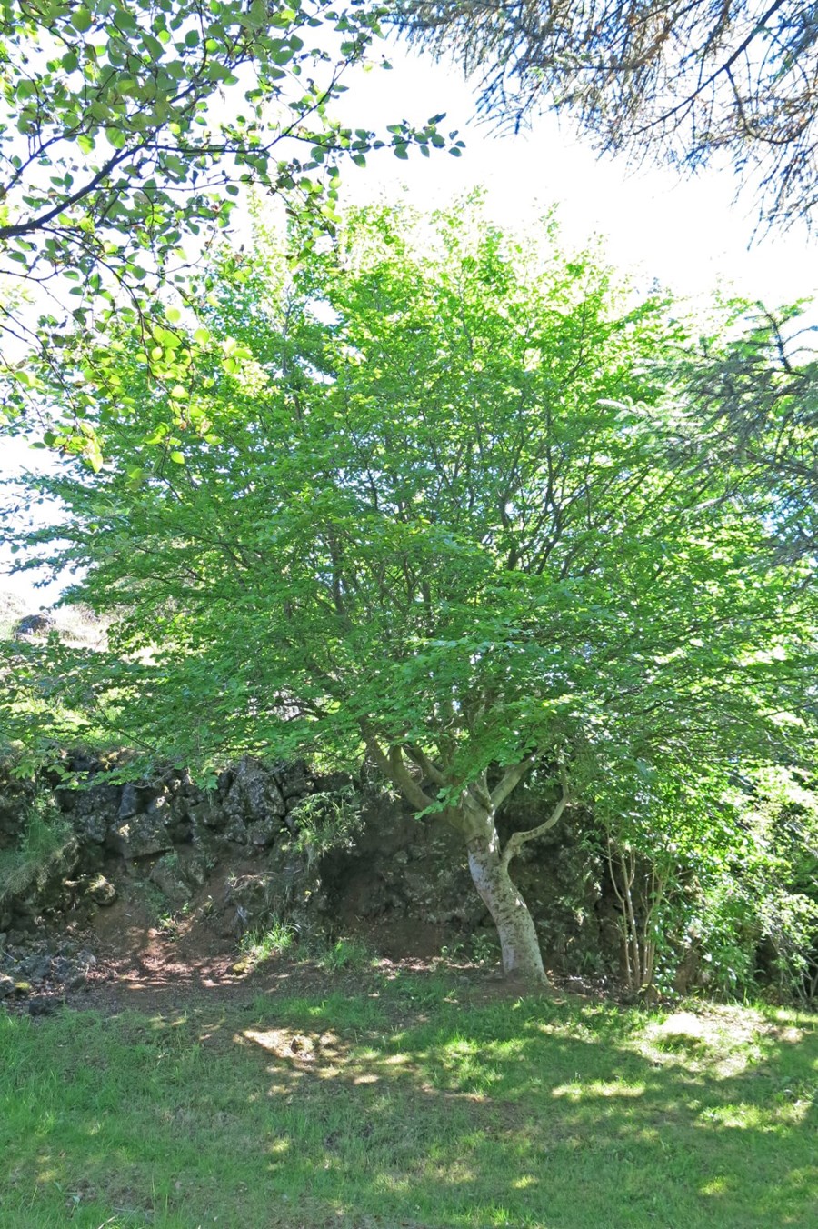 Beyki í Hellisgerði Tré a´rsins 2017.