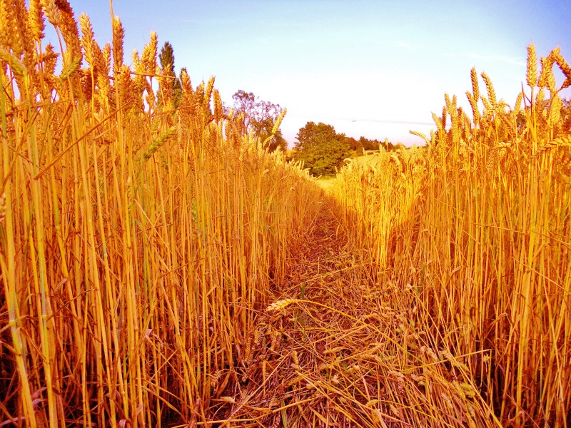 Heimsmarkaðsverð á korni hækkar