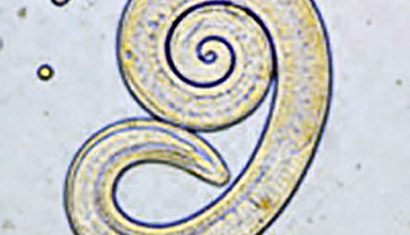 Kjötið sagt vera frá Spáni en sníkjudýrið hefur aldrei fundist í íslenskum svínum