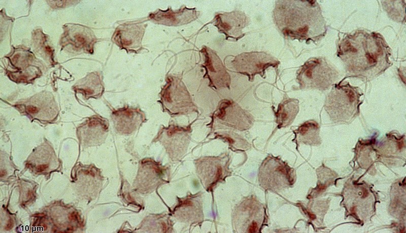 Tritrichomonas greindist í ketti