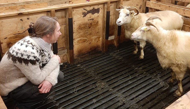 Enn leitað að verndandi arfgerðum