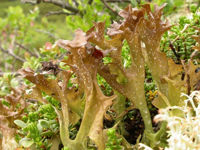 Auðvelt er að tína fjallagrös og þau finnast víða á Íslandi. Þau hafa ýmsa heilsubætandi eiginleika og voru mikið notuð áður fyrr. Líklega má segja að þau hafi á stundum haldið lífi í fólki í harðindaárum.