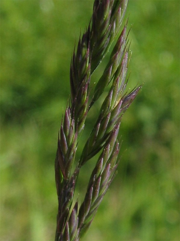 Rýr uppskera af melgresi