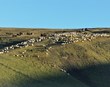 Smalað í Undirfellsrétt í Vatnsdal undir ströngum sóttvarnareglum