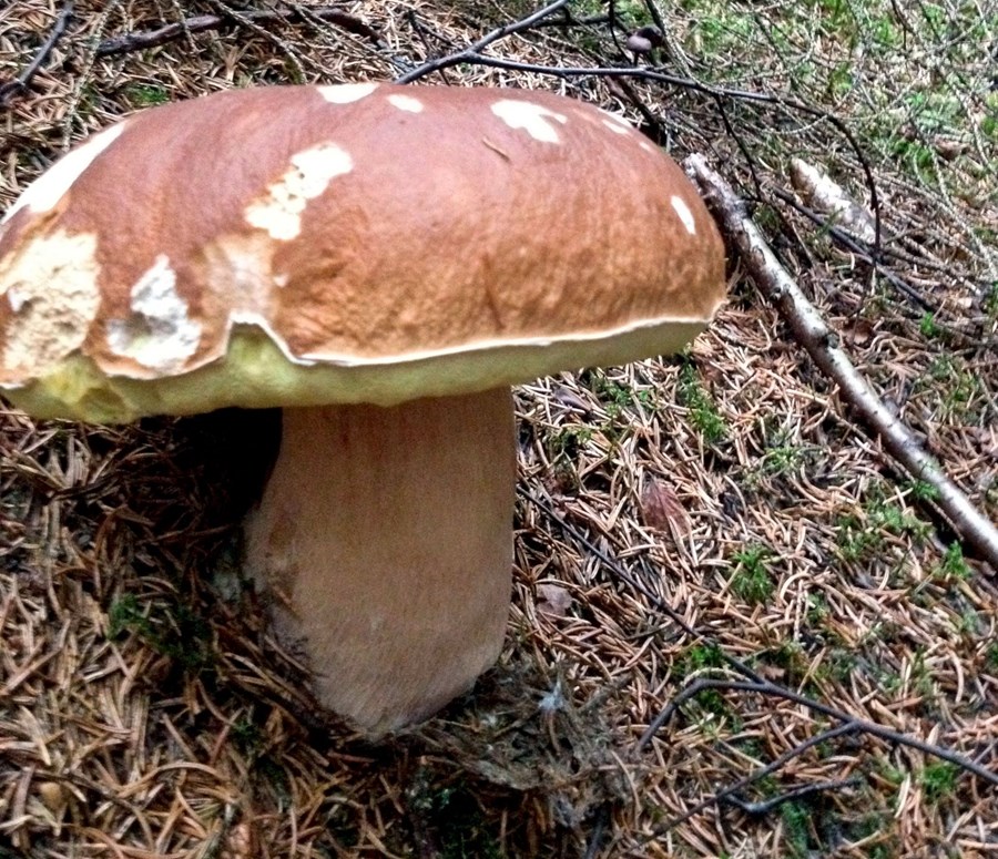 Kantarella og kóngssveppur  í útbreiðslu á Íslandi