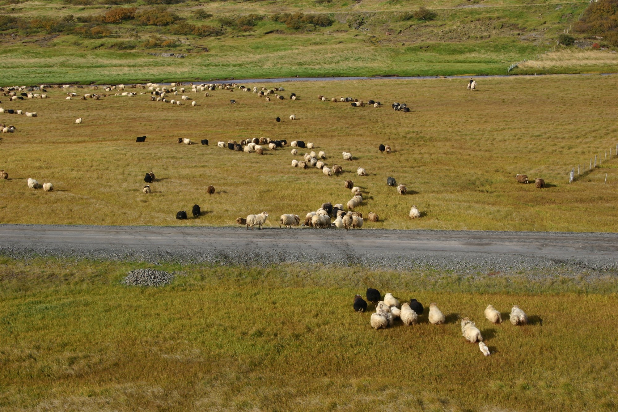 Af framkvæmd arfgerðagreininga 2024
