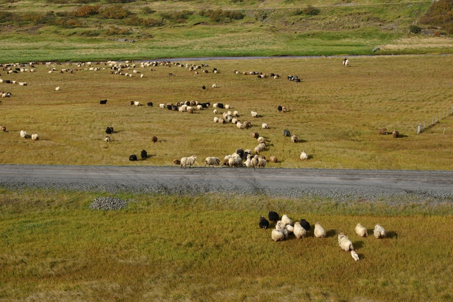 Þeir sem eru að senda inn sýni til greiningar eru minntir á að forsendan fyrir því að fá niðurstöðuna inn í Fjárvís er að búið sé að forskrá sýnanúmerin á viðkomandi gripi.