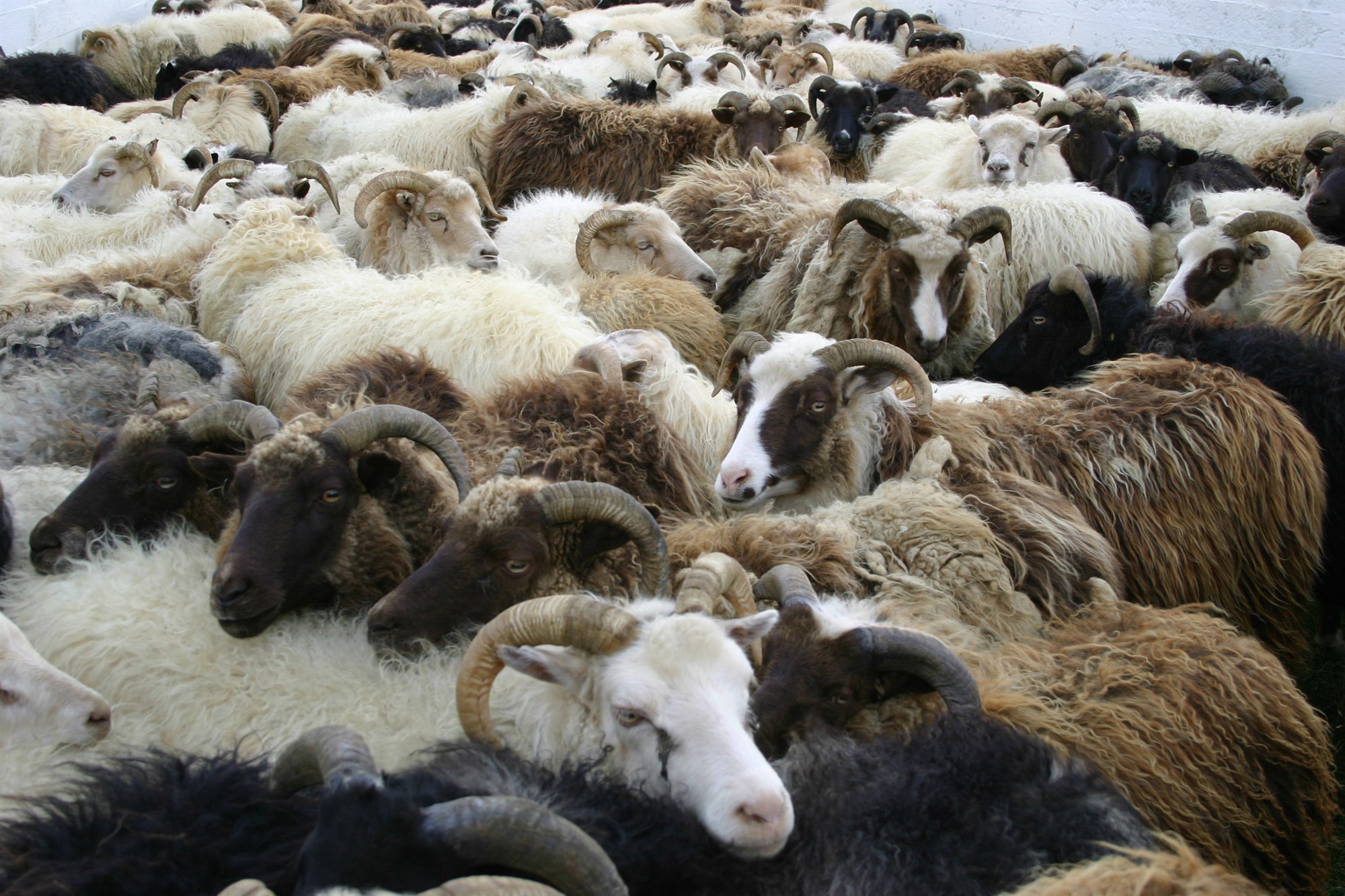 Samkomureglur r&#253;mka&#240;ar um g&#246;ngur og r&#233;ttir