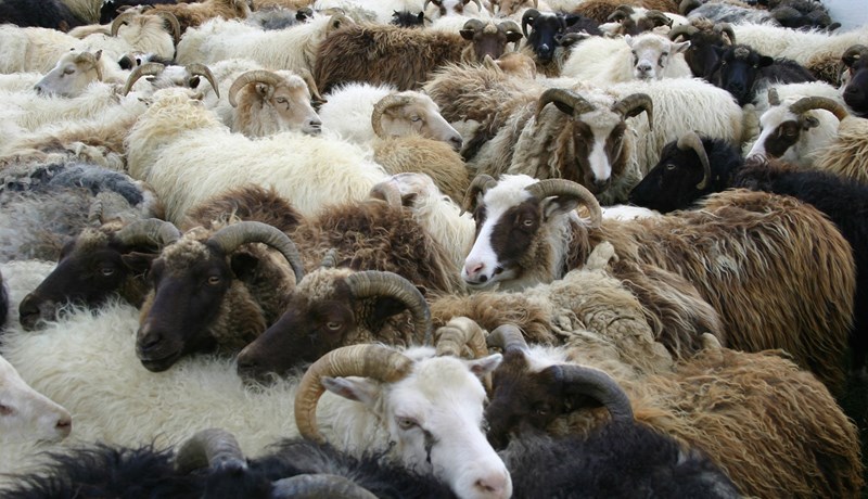 Samkomureglur rýmkaðar um göngur og réttir