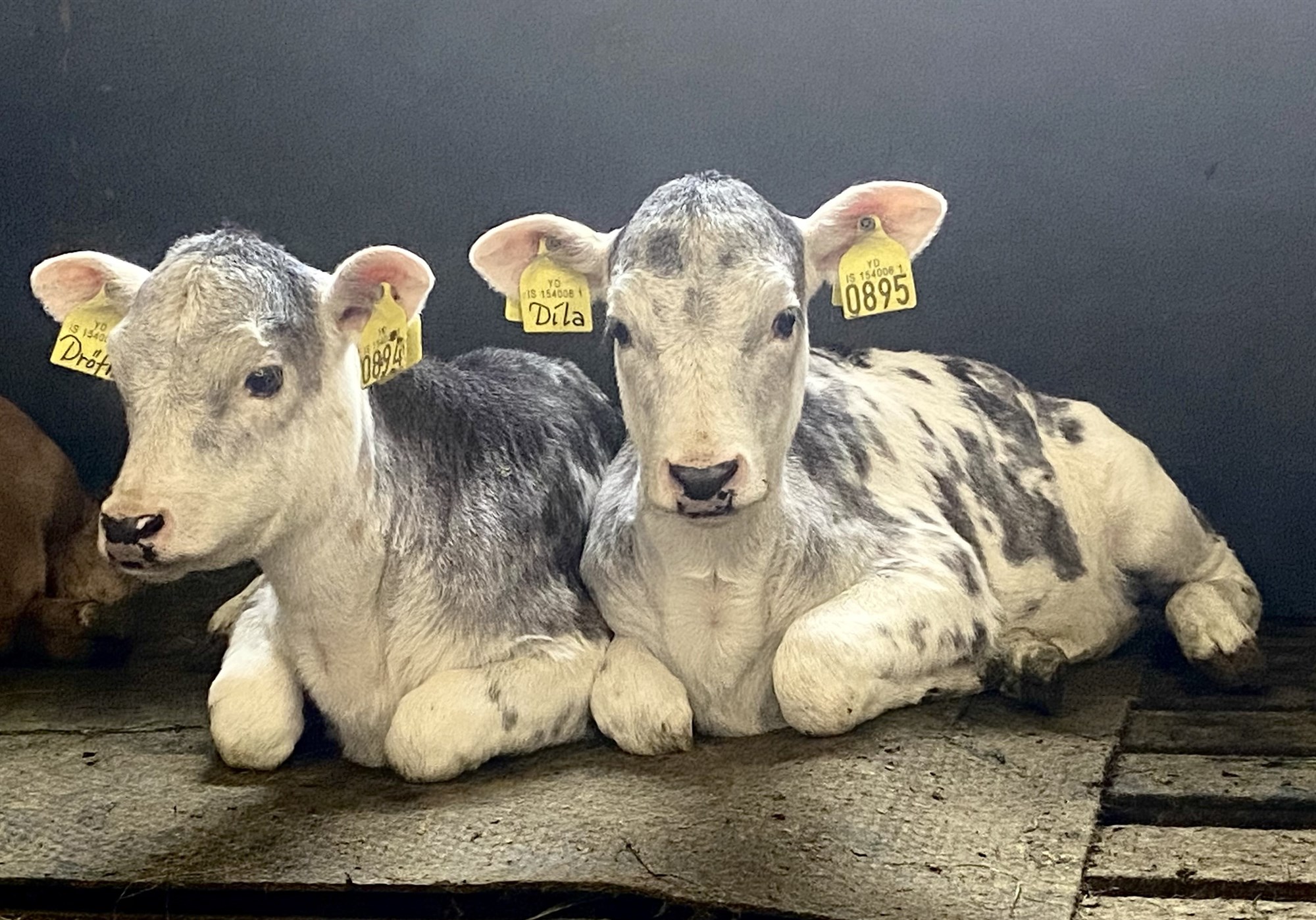 Fimm tvíkeflingar á ári