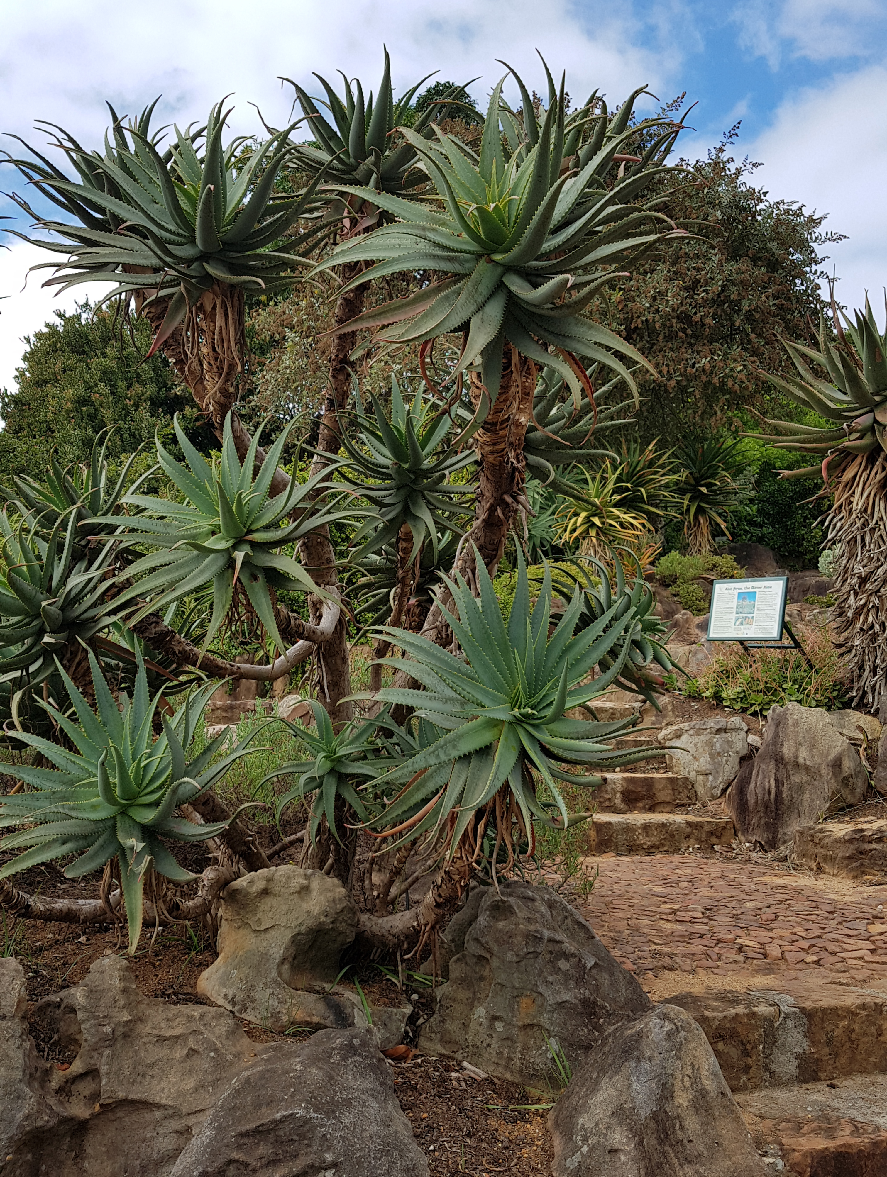 Aloe – læknirinn í blómapottinum