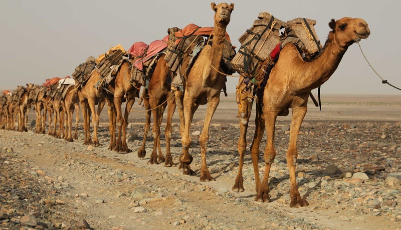 Úlfaldar – skip eyðimerkurinnar