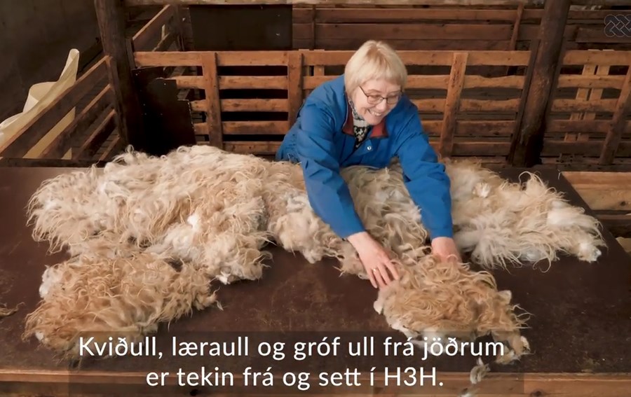 Emma Eyþórsdóttir, dósent í kynbótafræði við LbhÍ, sýnir réttu handtökin við ullarflokkun.