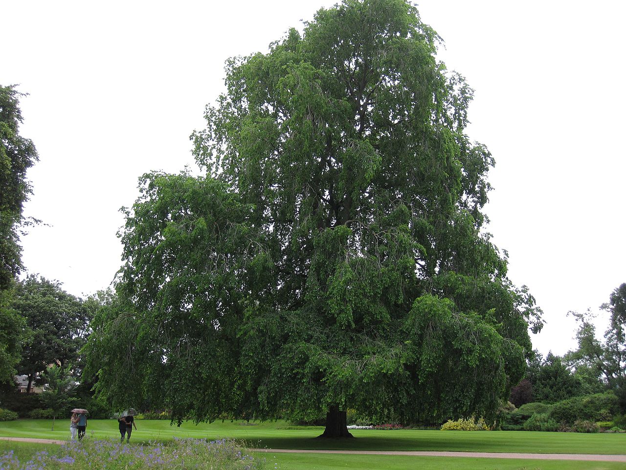 Útdautt tré fannst í garði drottningar