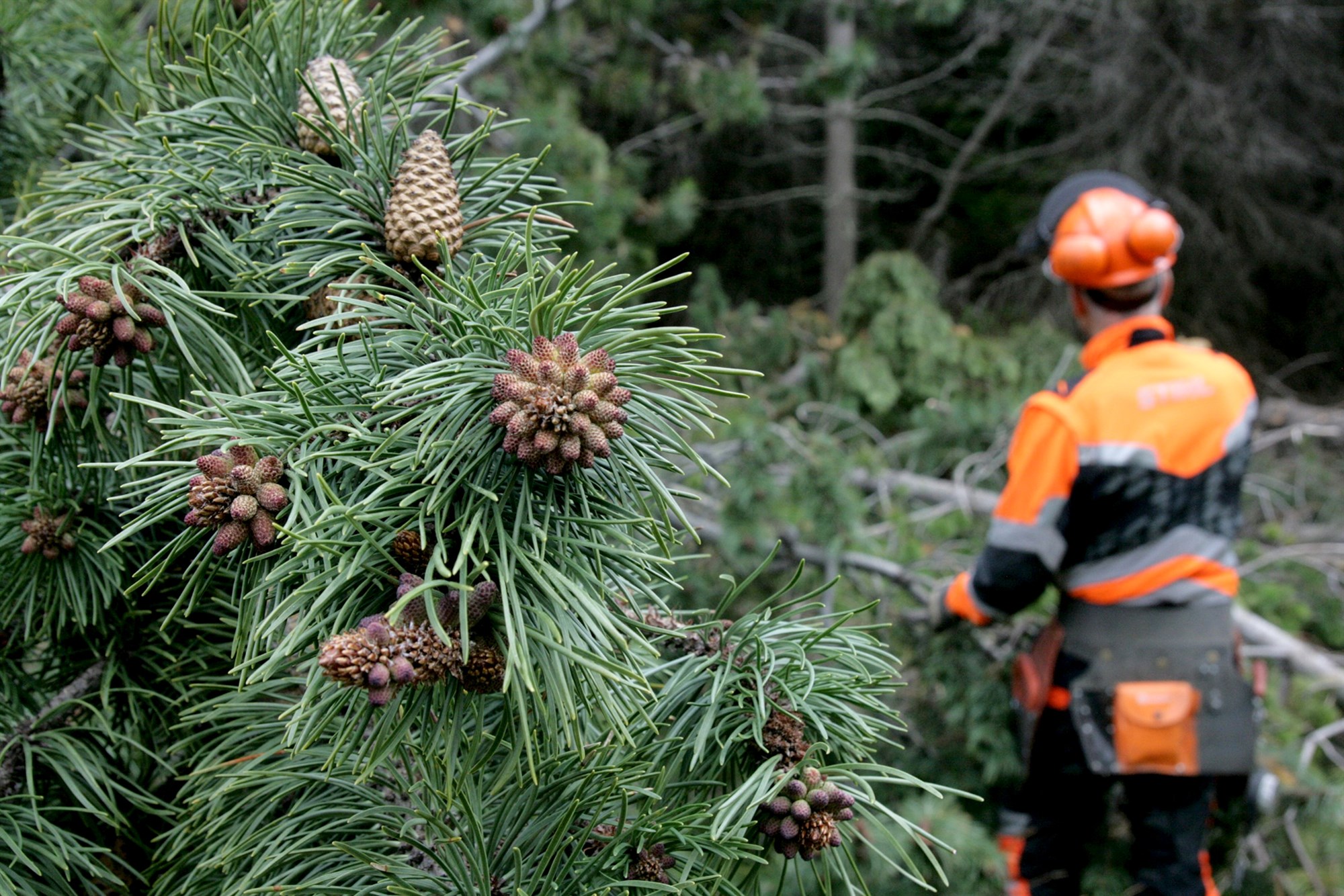 Umhirða skóga er aukinn hagur
