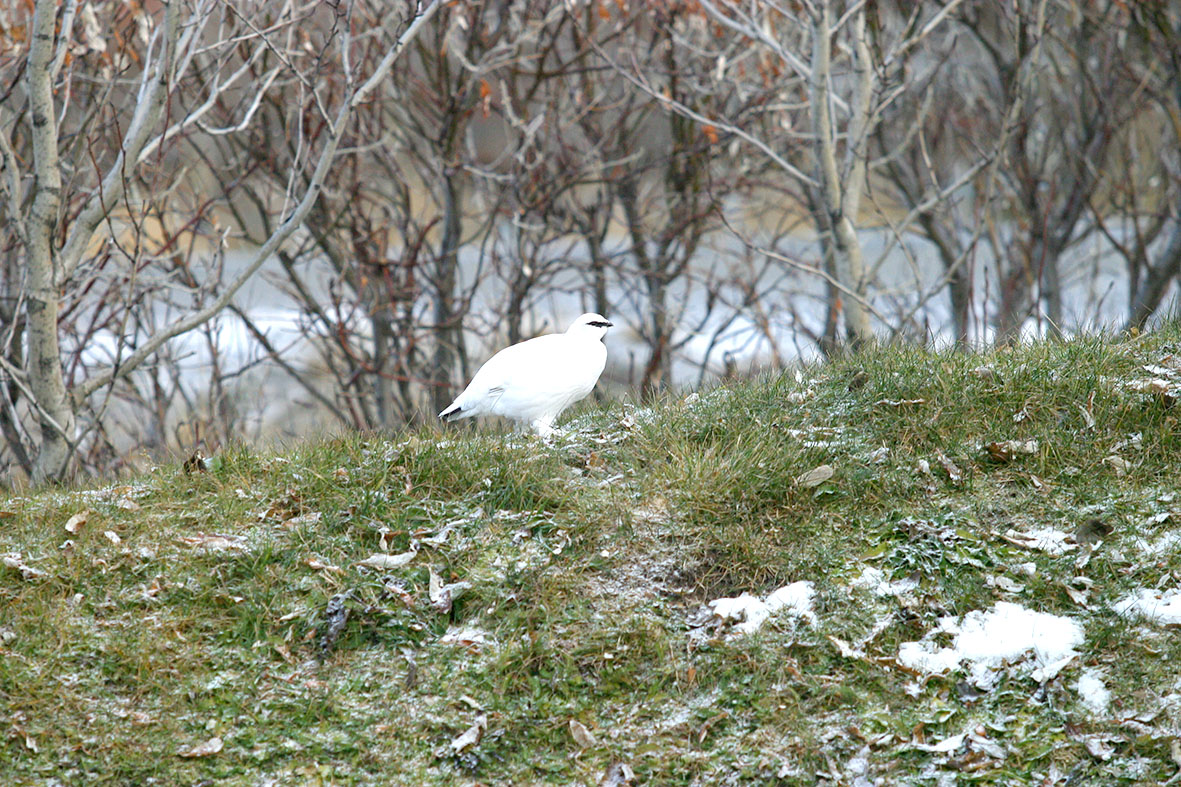 Unnið að verndaráætlun