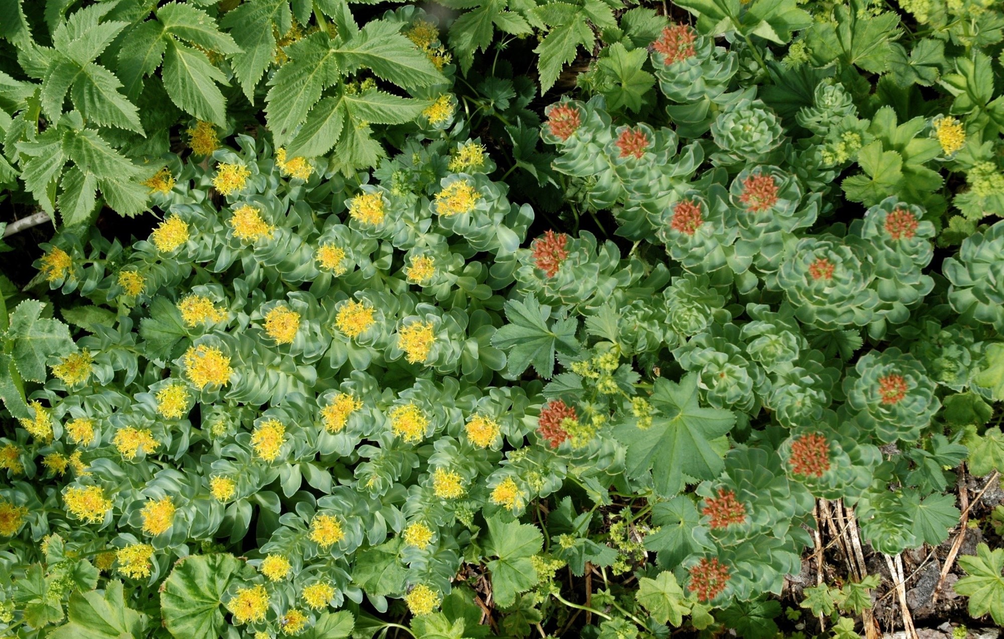 Ein merkasta lækningajurt landsins