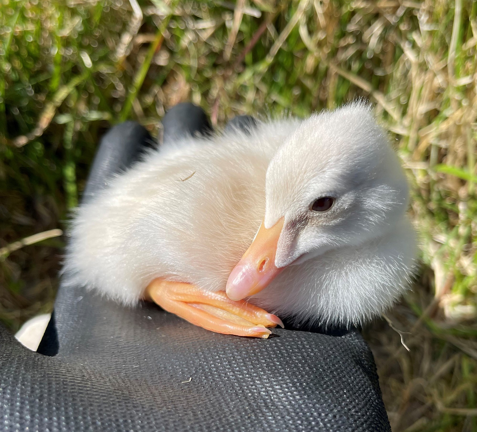 Snæhvítir æðarungar komu í heiminn á Hraunum í Fljótum