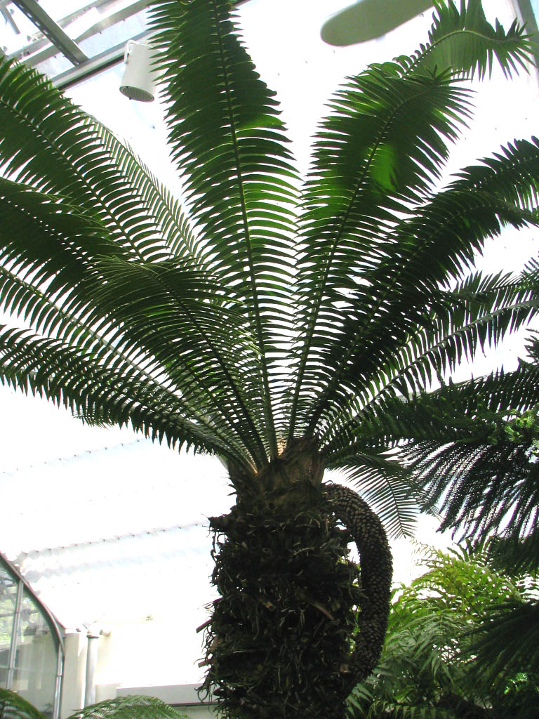 Köngulpálmum í útrýmingarhættu stolið úr grasagarði í S-Afríku