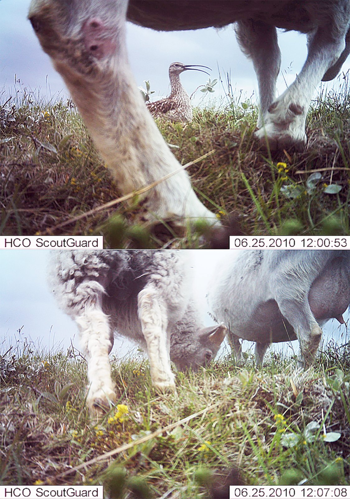 Sauðfé étur egg og unga