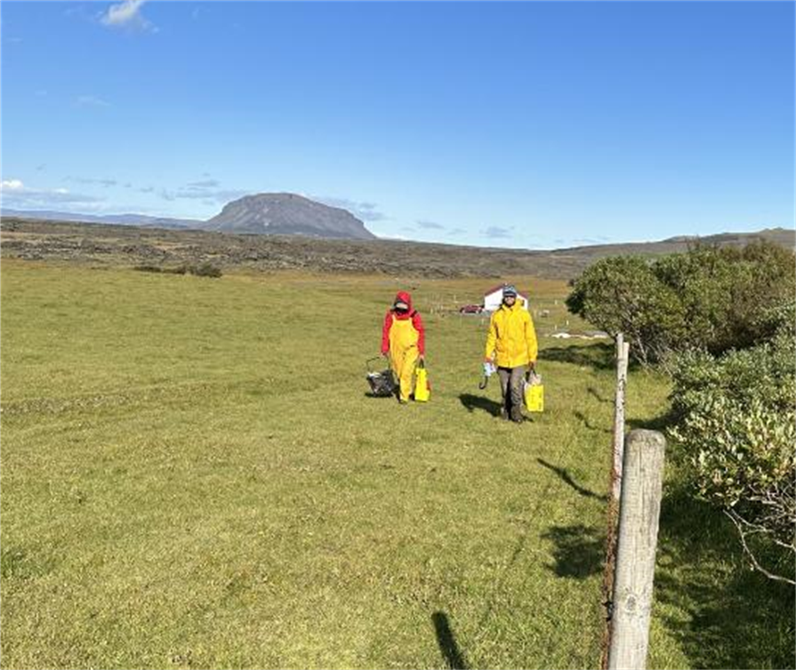 Beittir úthagar betri en friðaðir