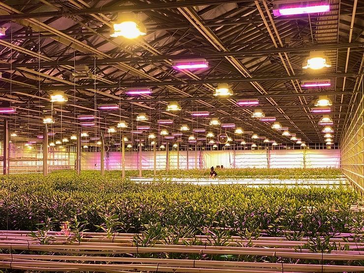 LED-ljós á blómabúinu Espiflöt í Reykholti.