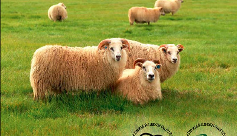 Vefútgáfa Hrútaskrárinnar komin út