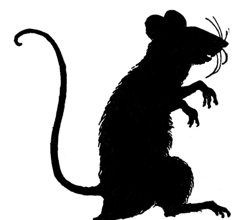 Músagangur og aflífun meindýra