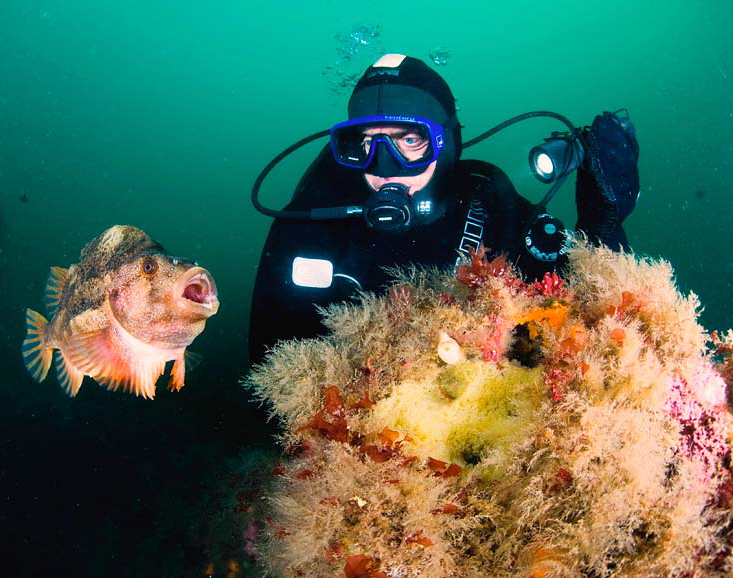 Fagur fiskur  í sjó