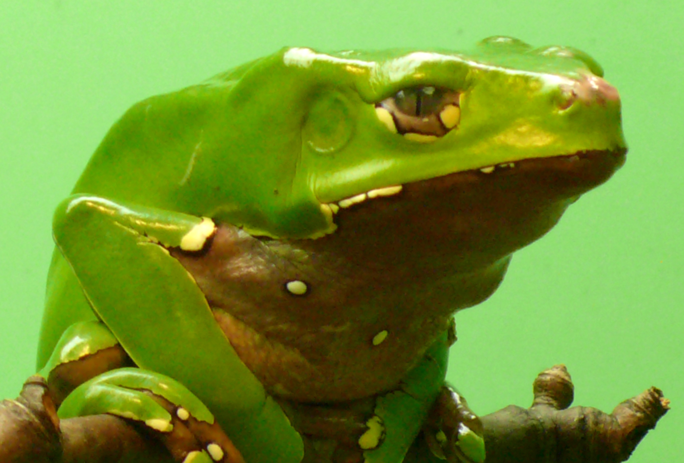 Heilun með eiturefnum úr froskum