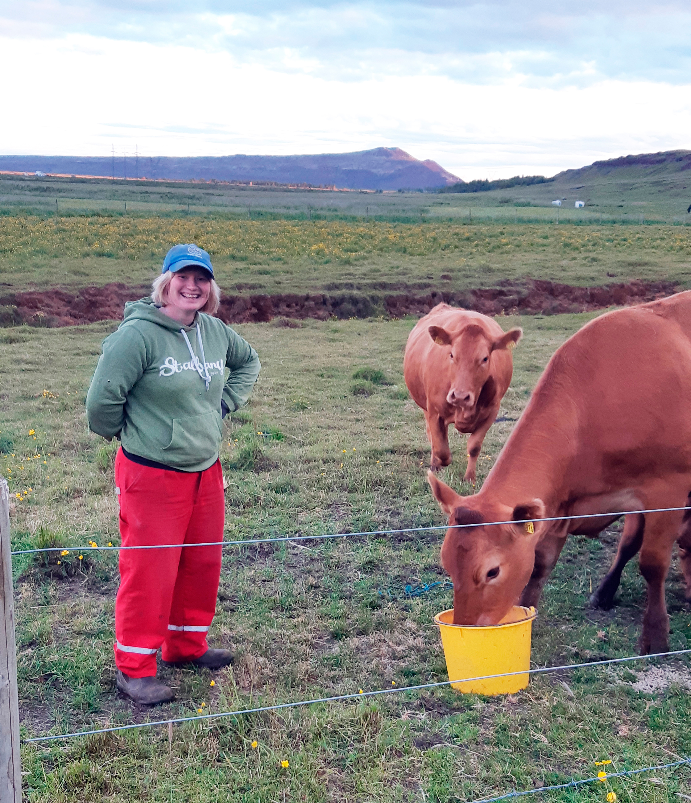 Nærtæk sóknarfæri með ung- og alikálfa