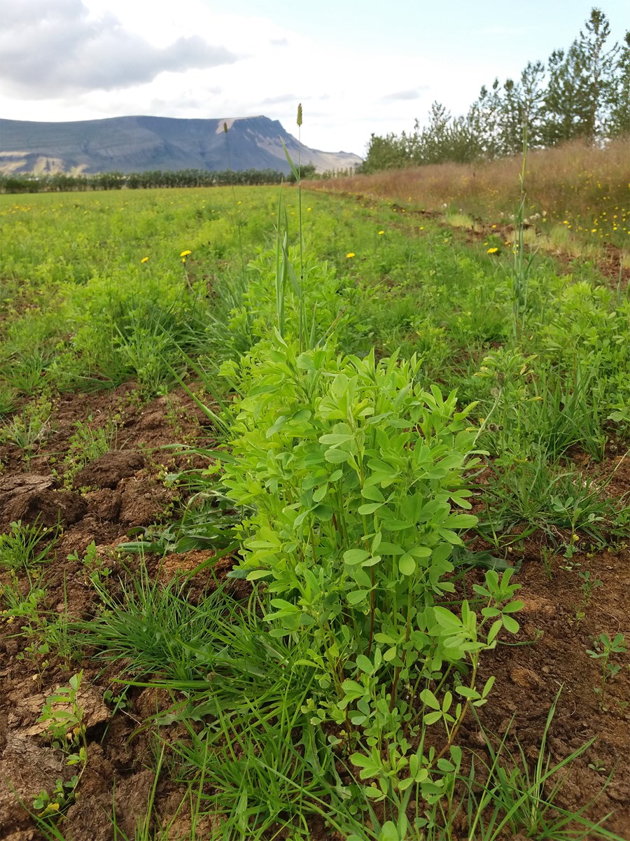 Refasmári er fjölær og áhugavert verður að fylgjast með hvort plönturnar lifa veturinn af. Myndir / Kristján Jóhannesson