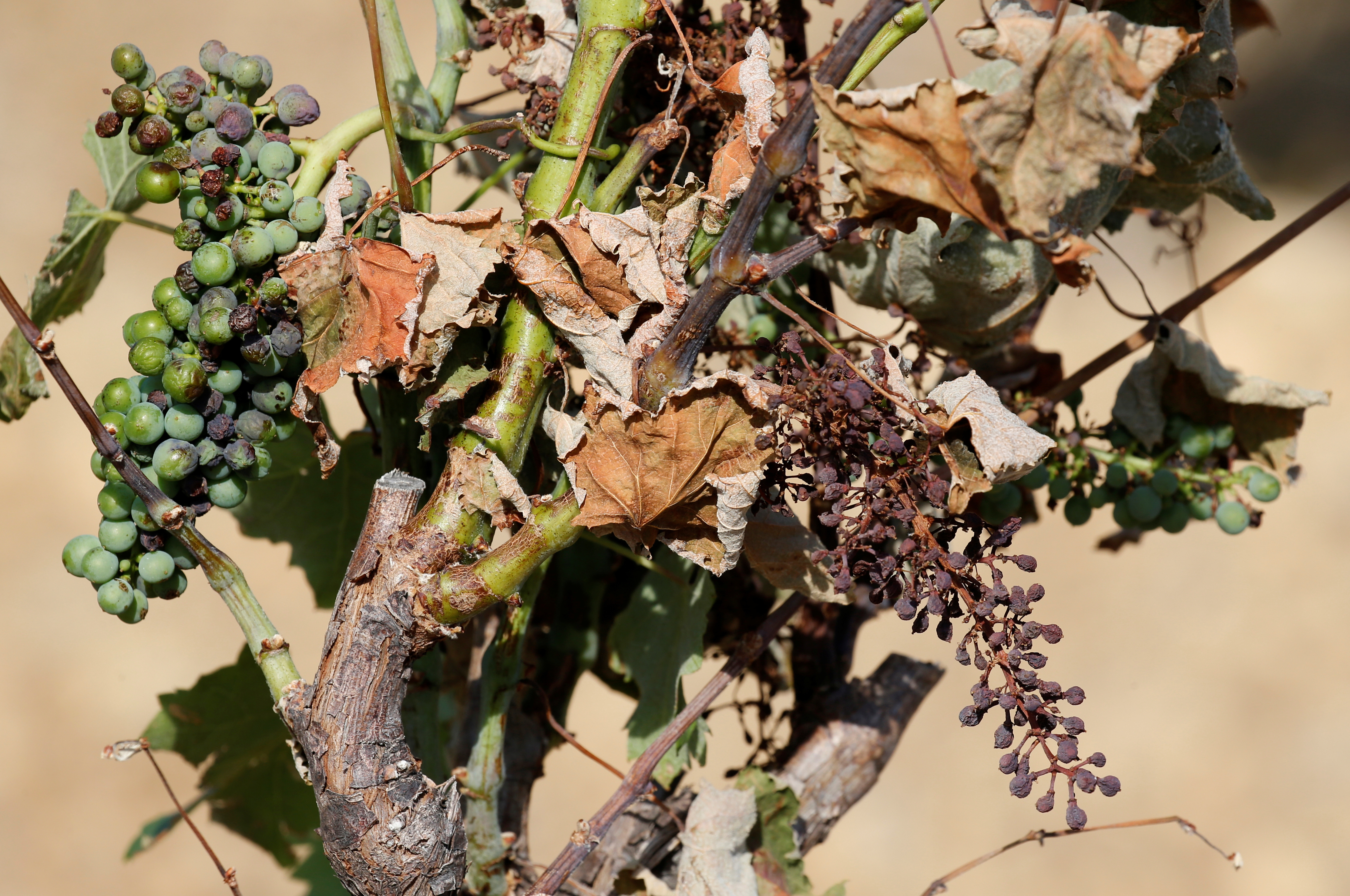 Vorfrost og hitabylgjur draga úr uppskeru