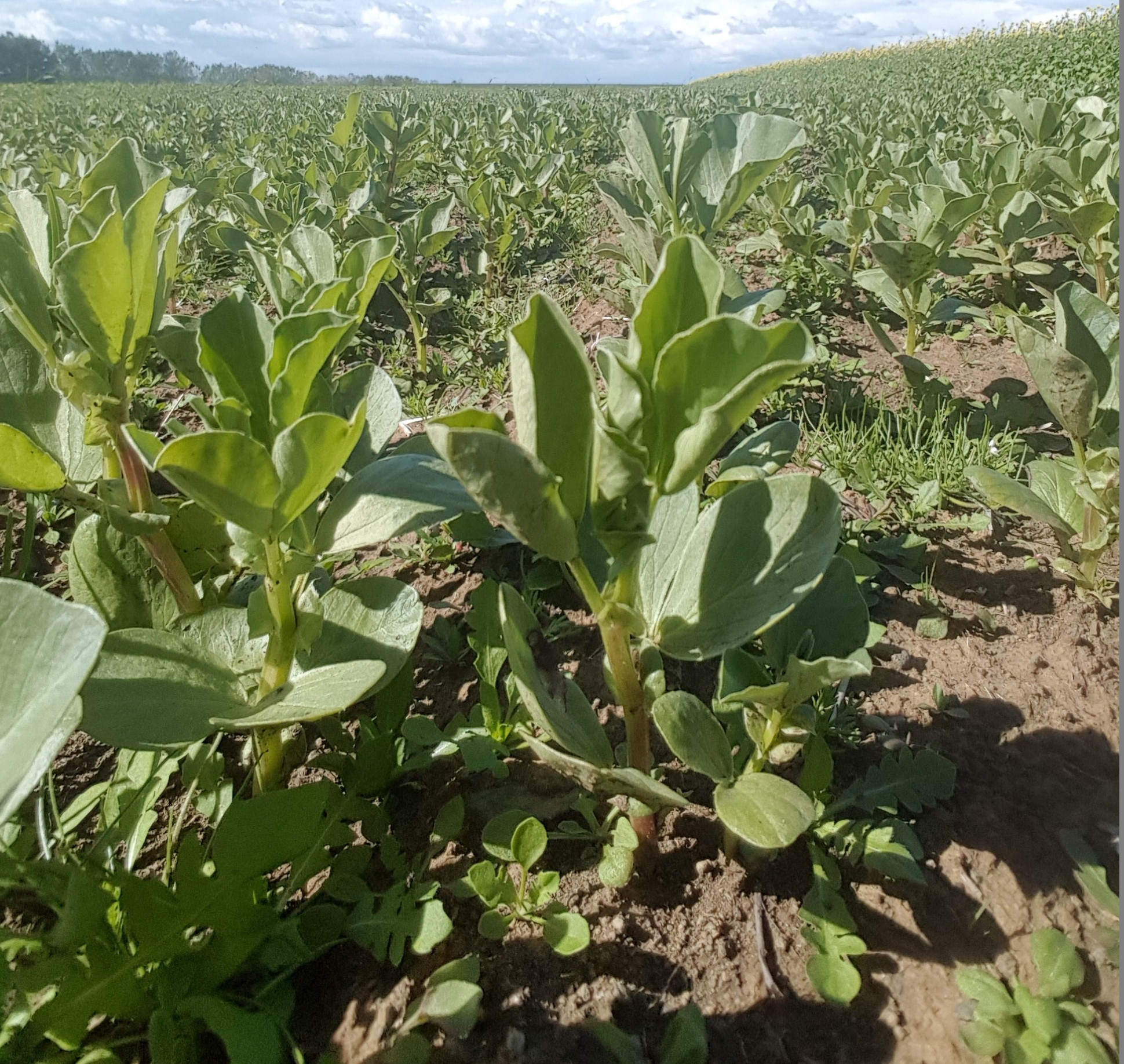 Rækta bóndabaunir, sinnep og nepju